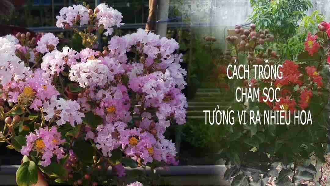 Dàn hoa được thiết kế làm cổng chính vào nhà