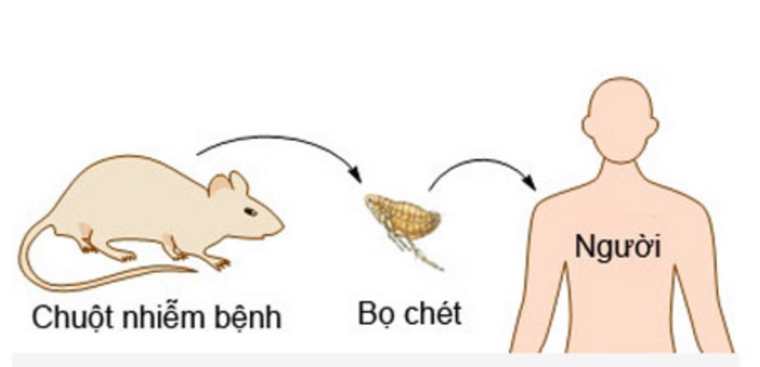 Dịch hạch là một loại bệnh truyền nhiễm do Yersinia Pestis gây ra 