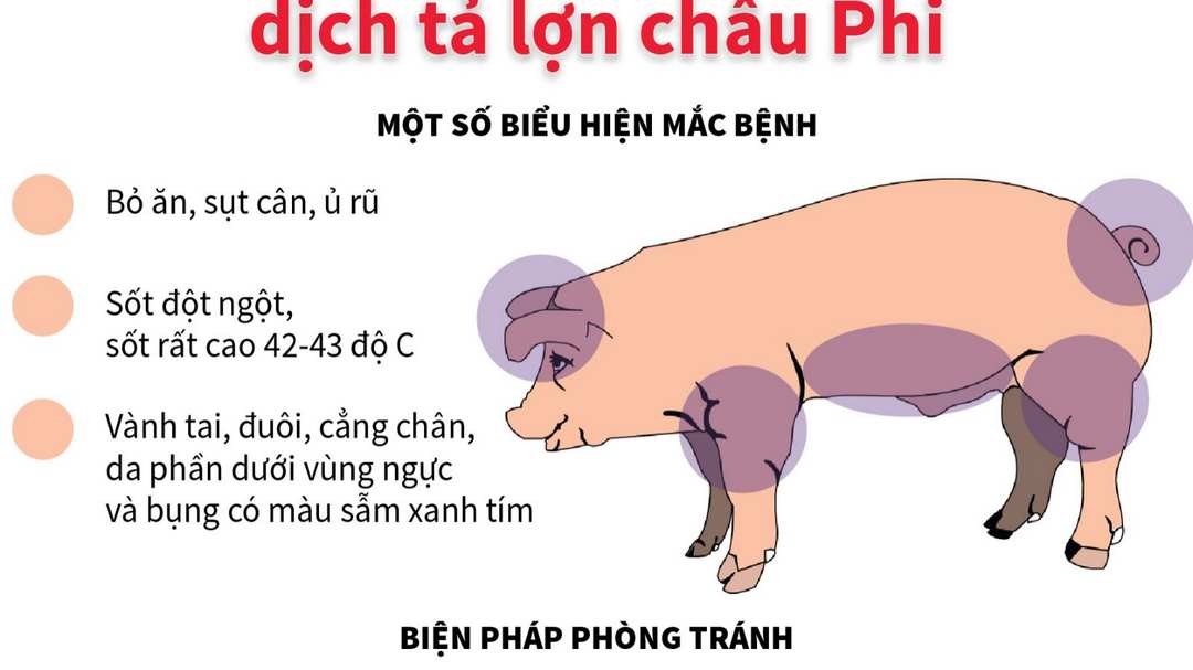 Dịch tả lợn Châu Phi - bệnh truyền nhiễm có nguy cơ lây lan rộng 