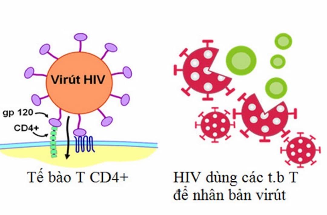 HIV không lây lan qua không khí, nước hoặc côn trùng cắn.