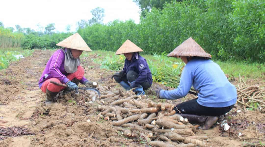 Muốn trồng sắn hiệu quả thì bà con cần đảm bảo khoảng cách