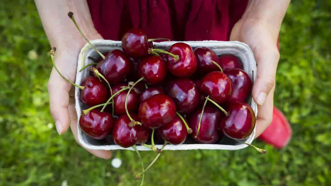 Hạt cherry có thể gây ngộ độc cơ thể 