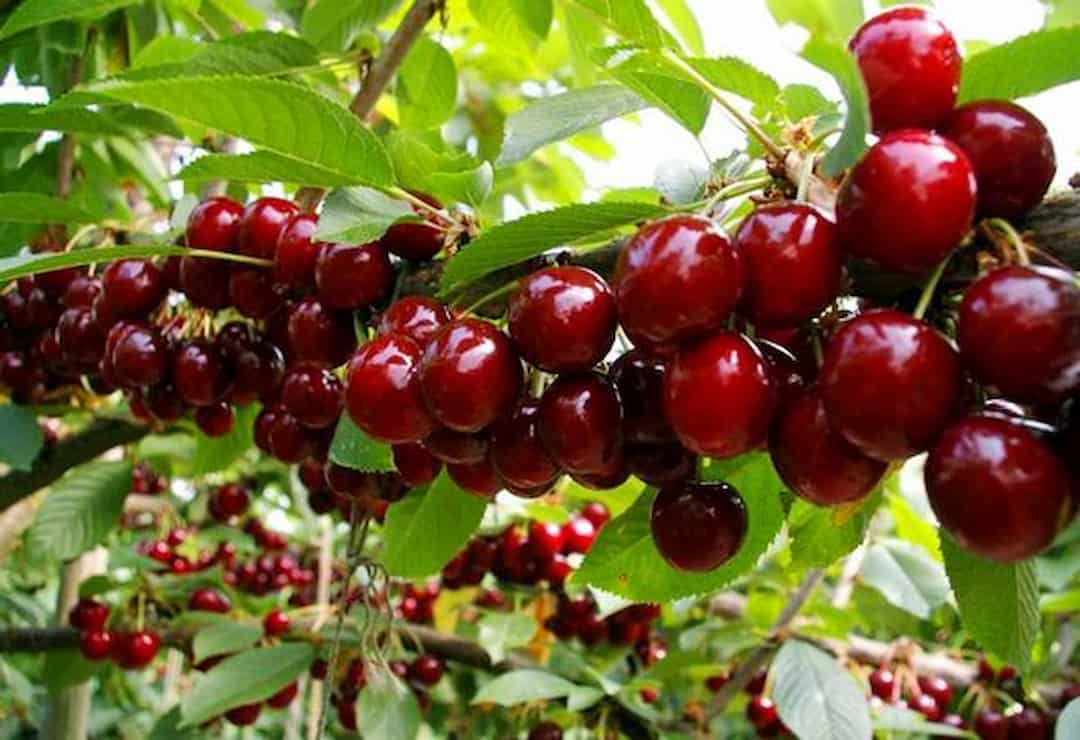 Cherry được trồng ở đâu