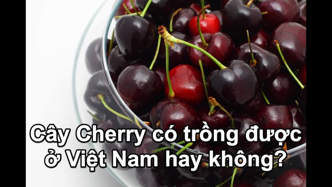 Cây cherry có trồng được ở Việt Nam không?