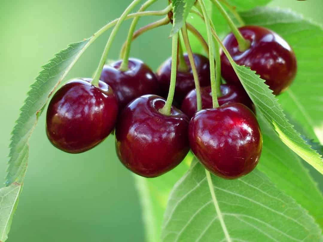 Quả cherry được trồng ở đâu nhiều nhất?