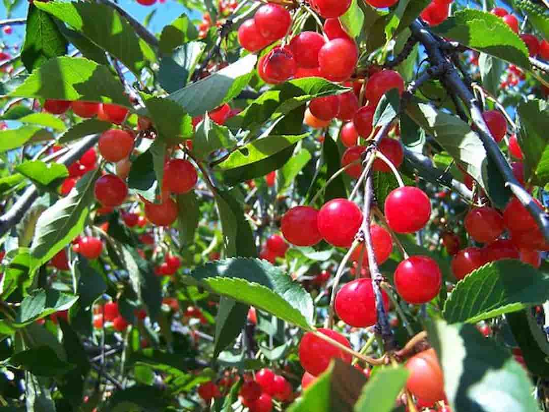 Đặc điểm của cây cherry