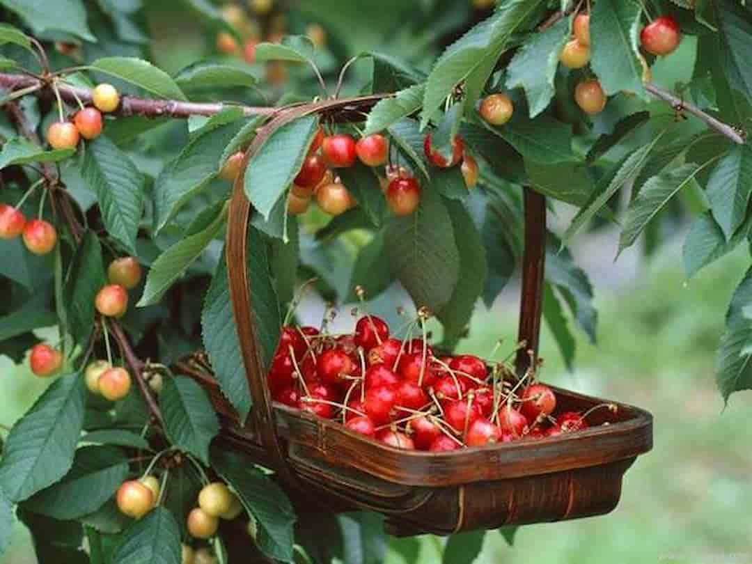 Cách trồng cherry tại nhà